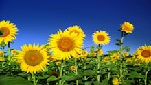 sunflowers 220