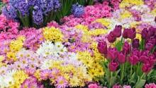 garden pic 220x125